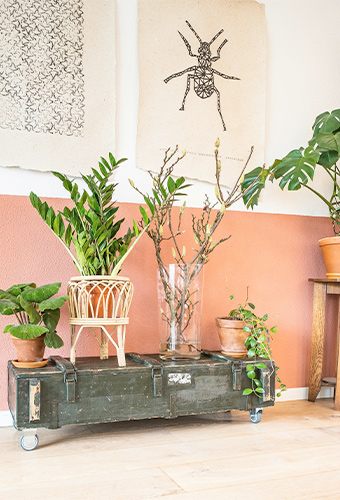 Joséphine's flowers plantes vertes, Mozé sur Louet, artisane fleuriste.